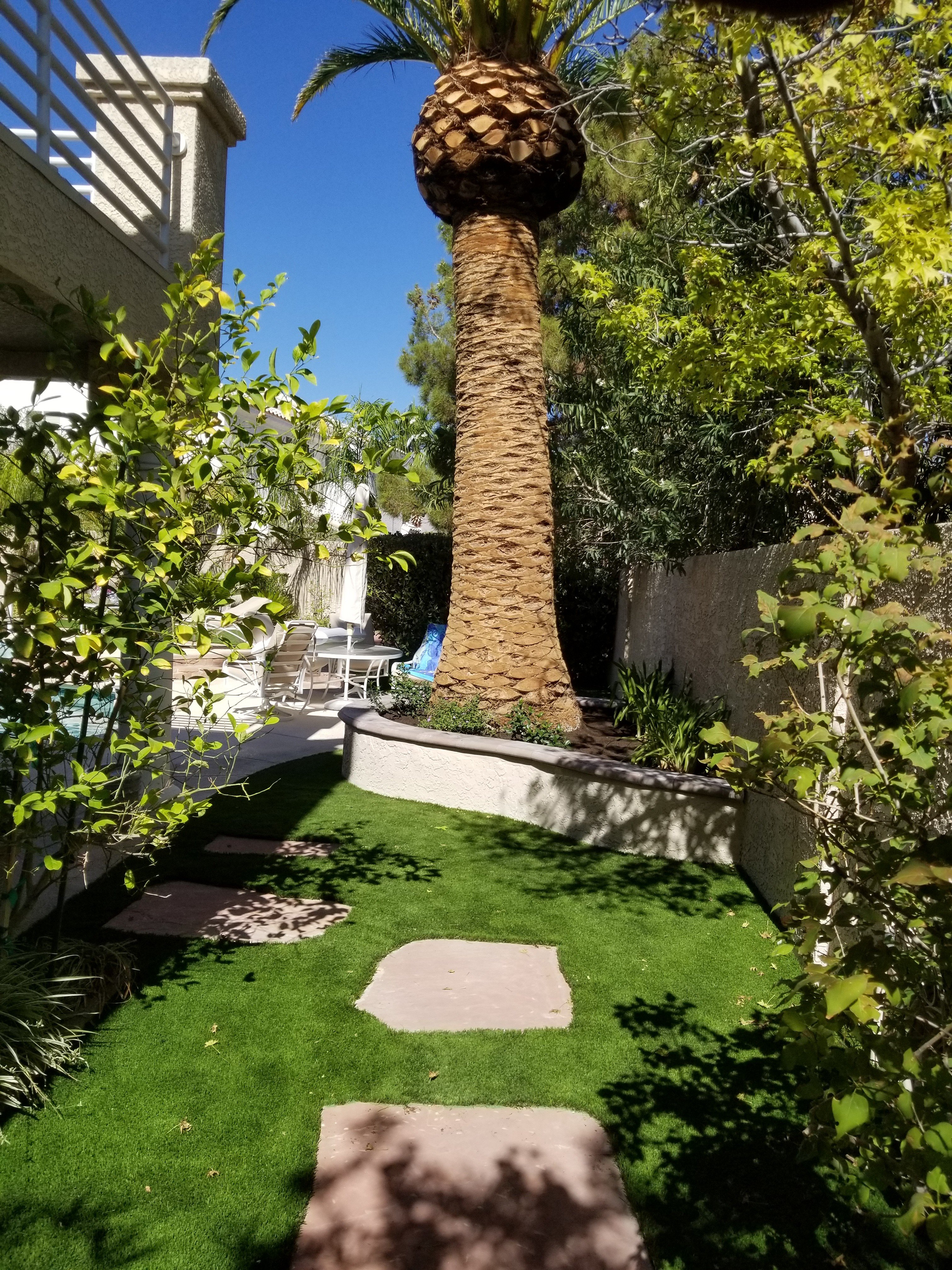 a freshly trimmed palm tree